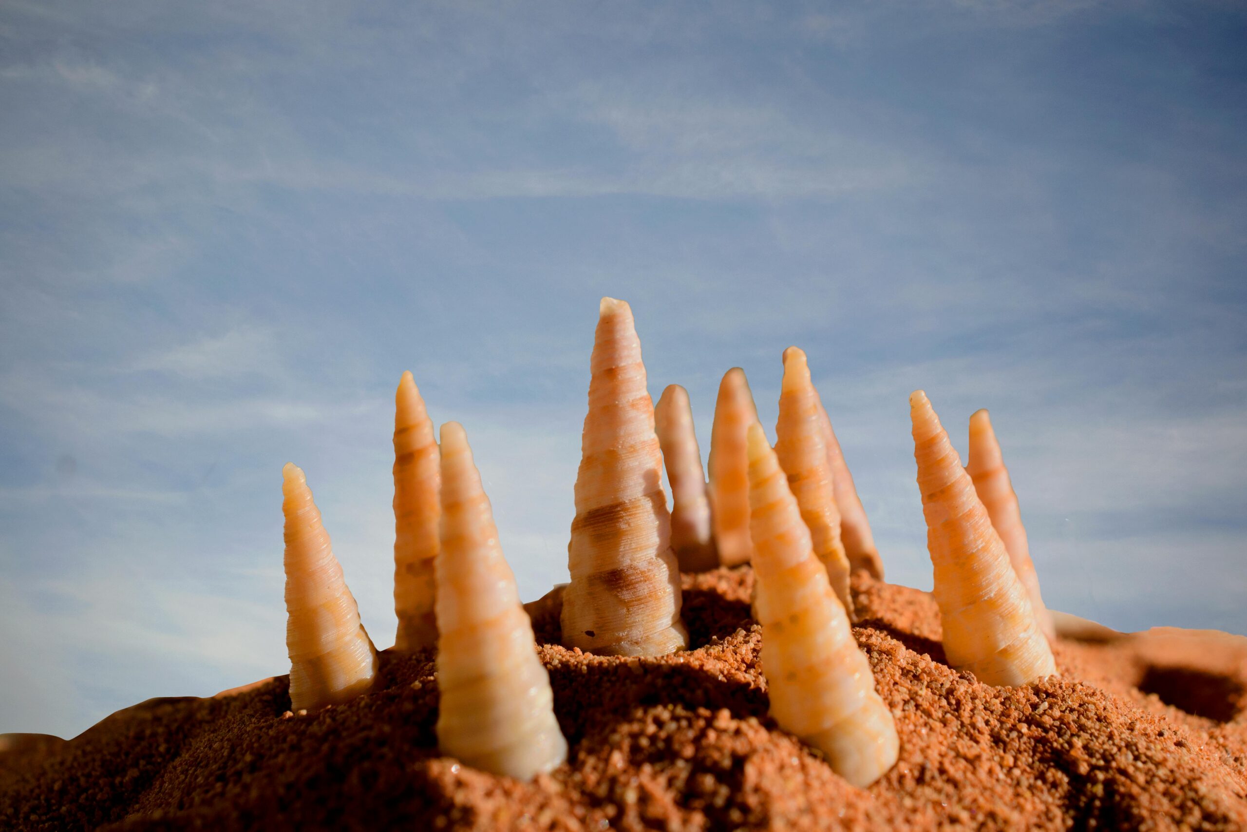 pexels-ali-camacho-adarve-2954347-5471621